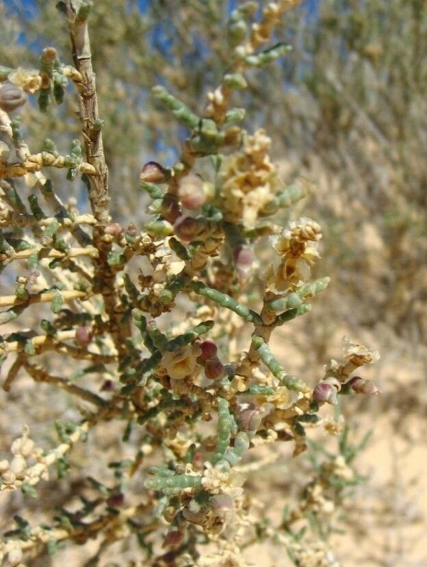 Haloxylon salicornicum flower