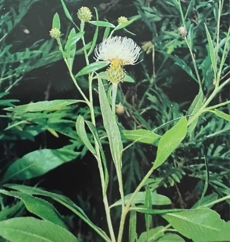 Cheirolophus sventenii — houseplant care guide