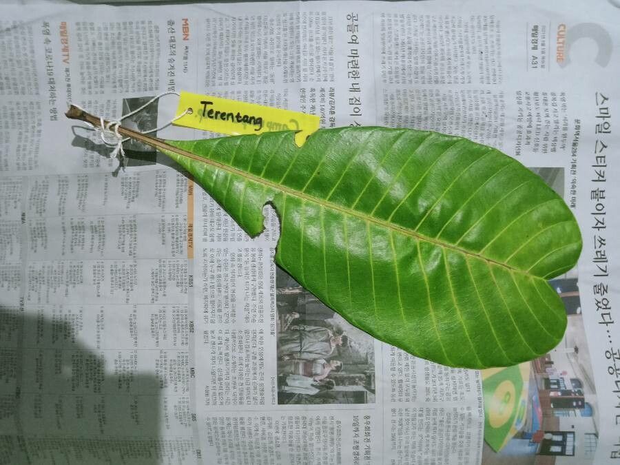 Campnosperma auriculatum — houseplant care guide