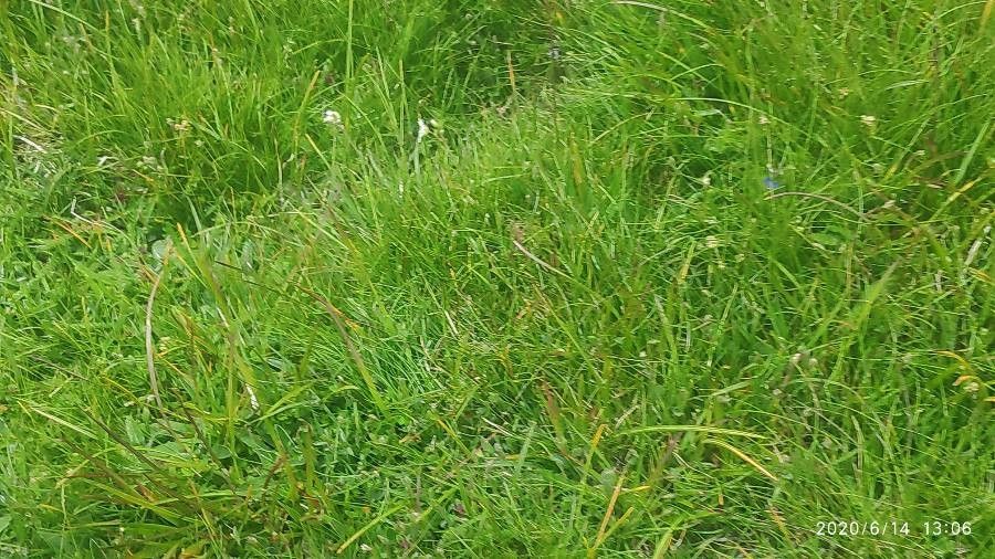 Festuca gautieri flower