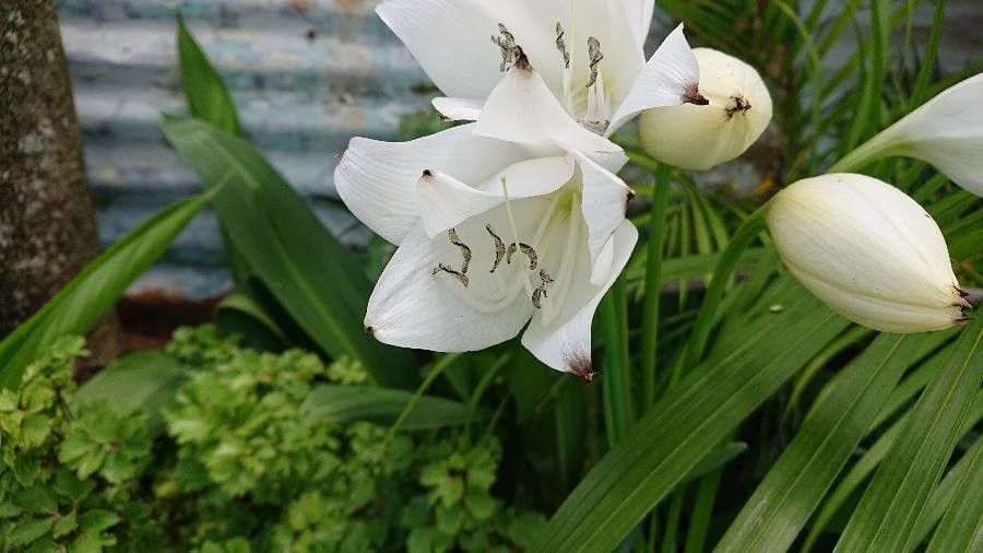 Crinum jagus — search result for 'Crinum'