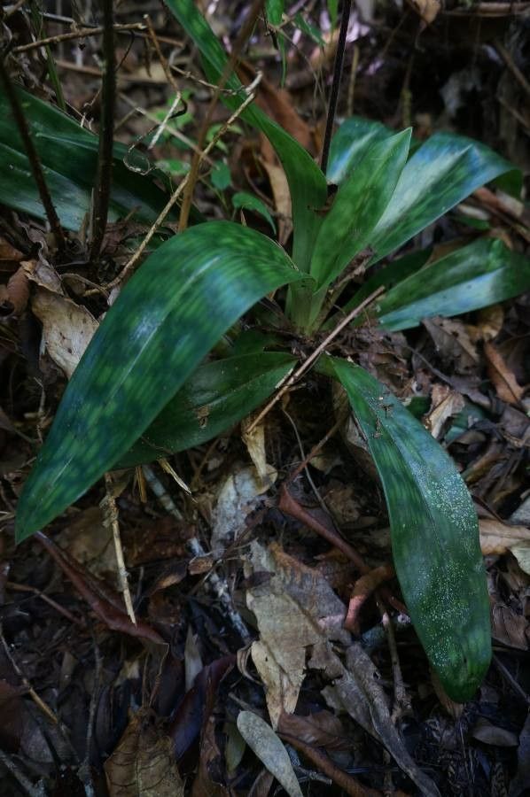 Paphiopedilum acmodontum