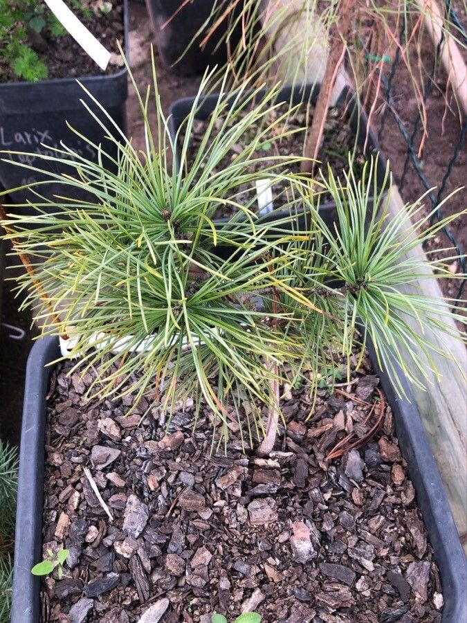 Pinus koraiensis — search result for 'Pinus'