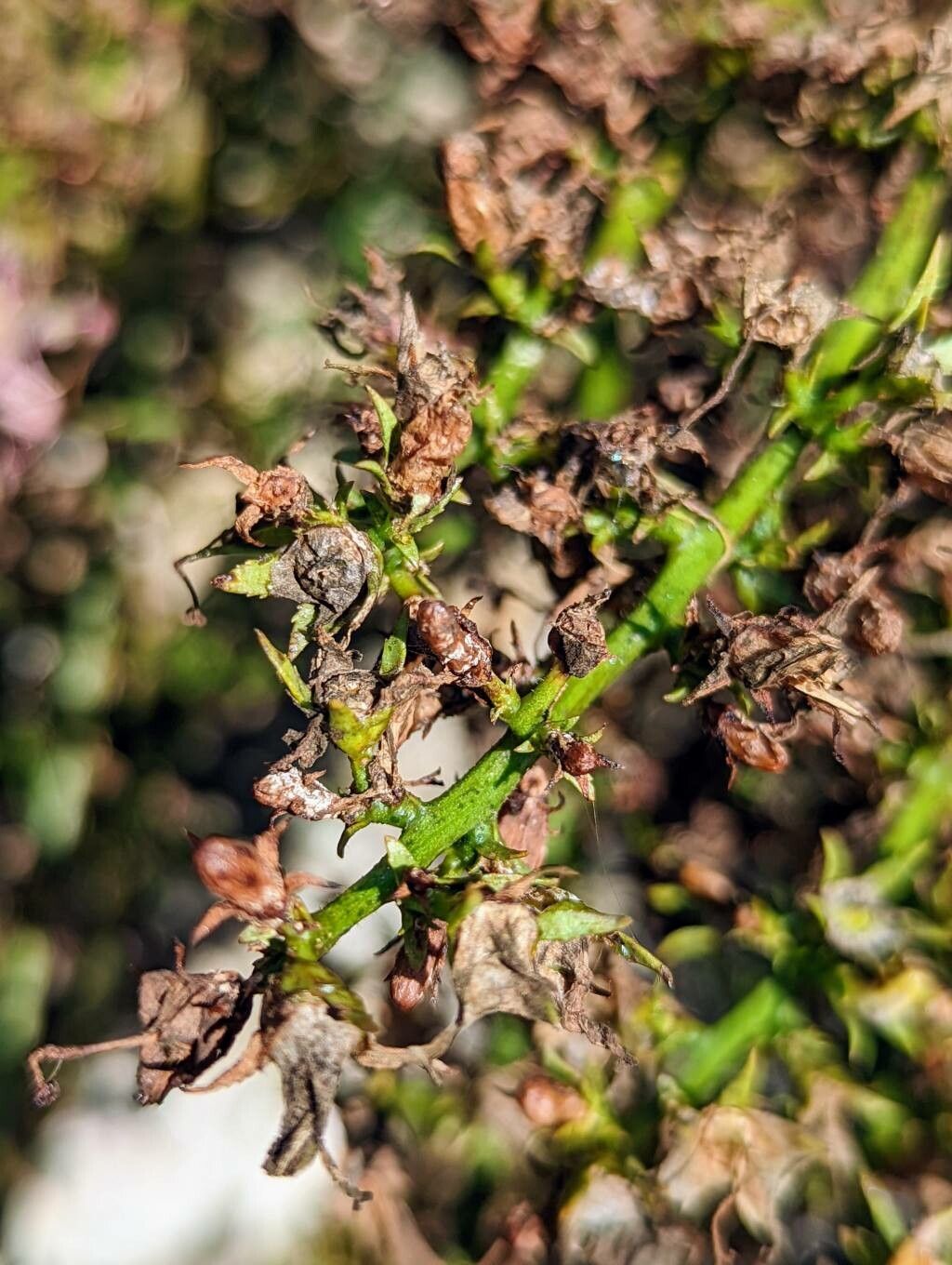 Campanula versicolor fruit