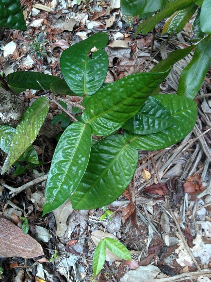 Eugenia bullata — houseplant care guide