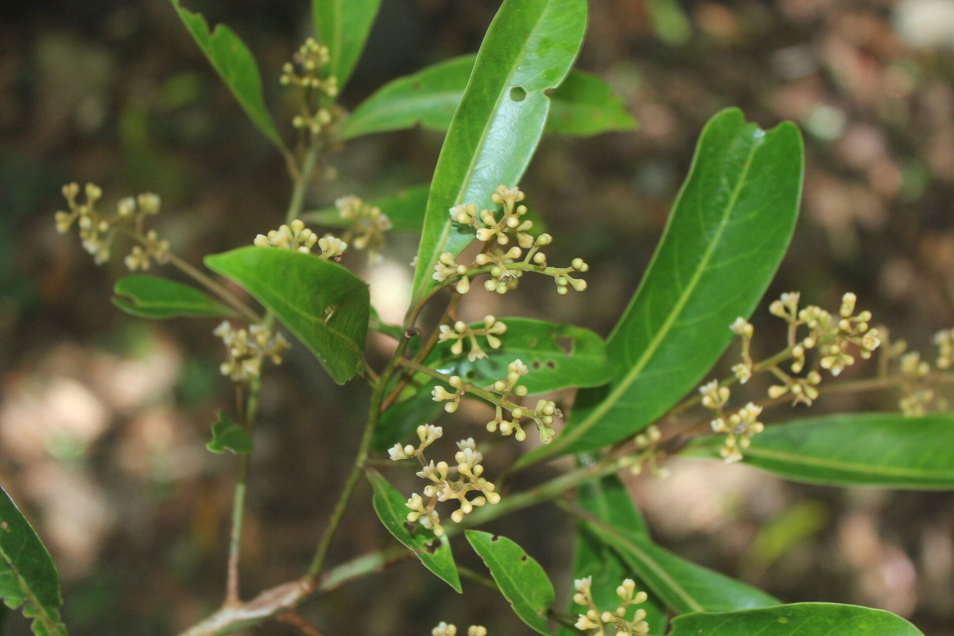 Nectandra turbacensis flower