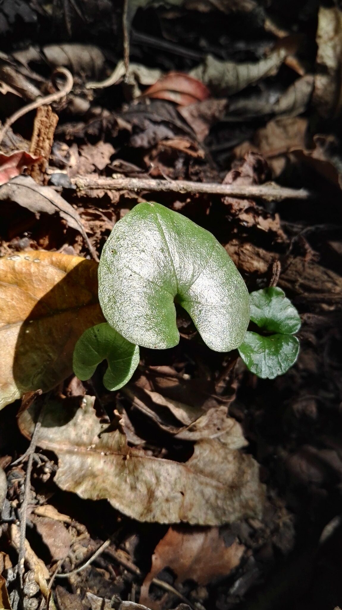 Nervilia lilacea — houseplant care guide