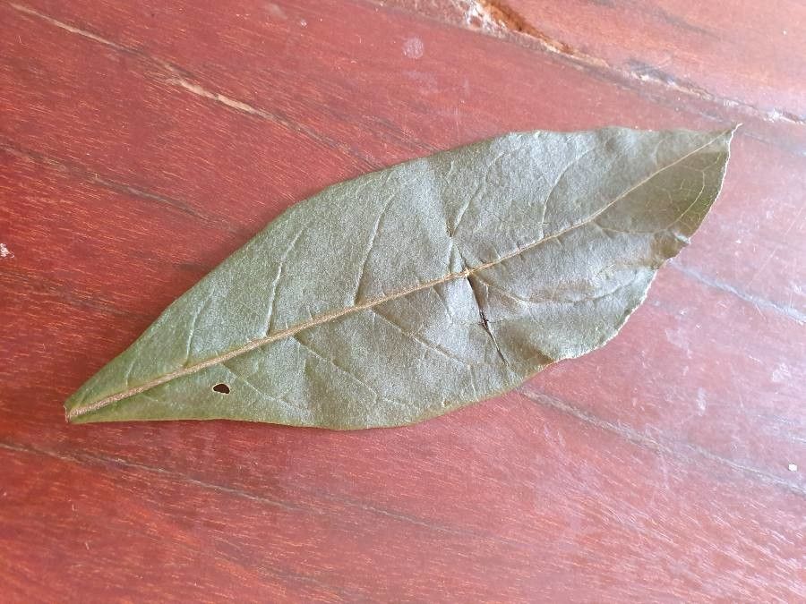 Vernonia amygdalina leaf