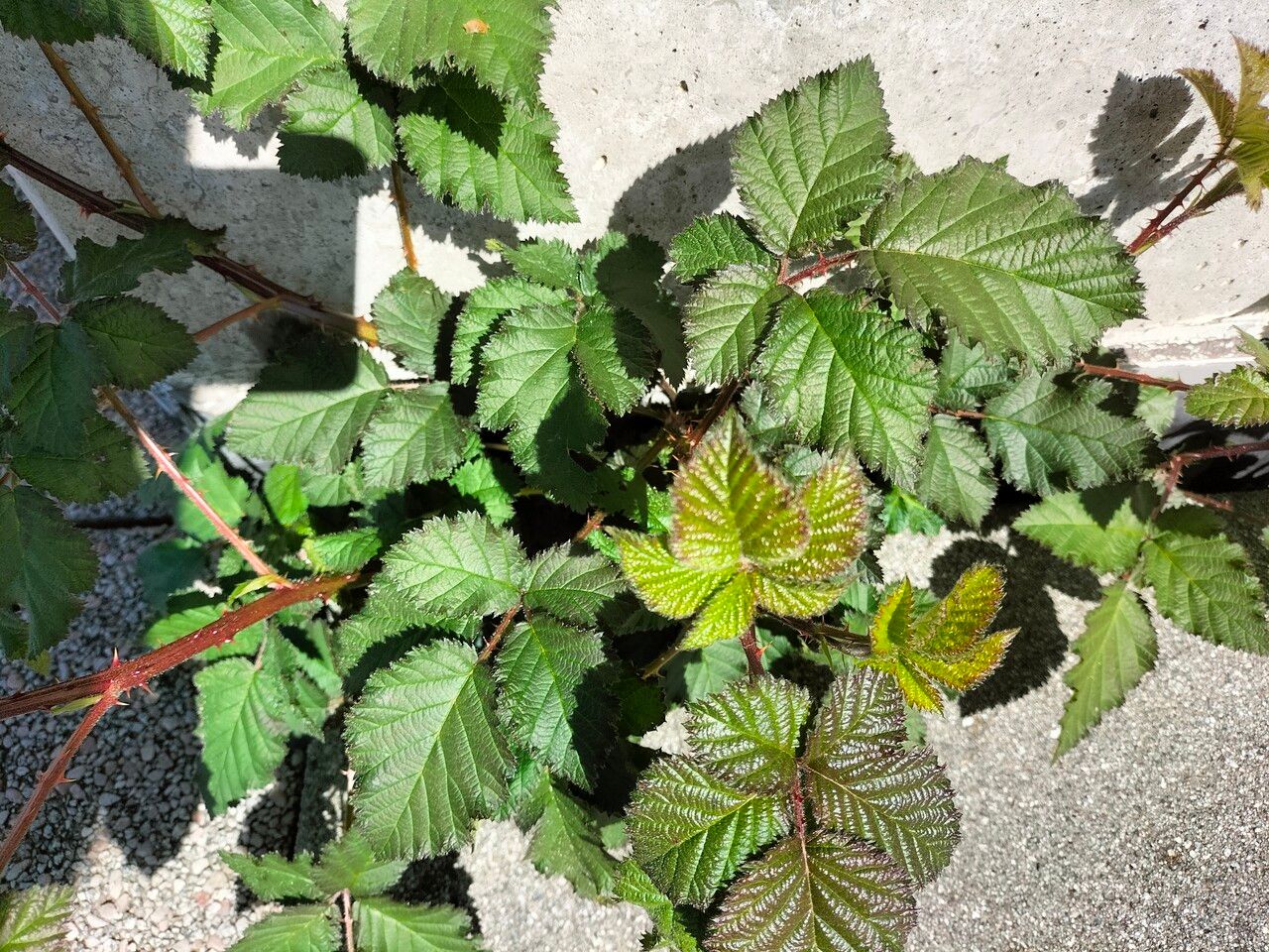 Rubus bifrons habit