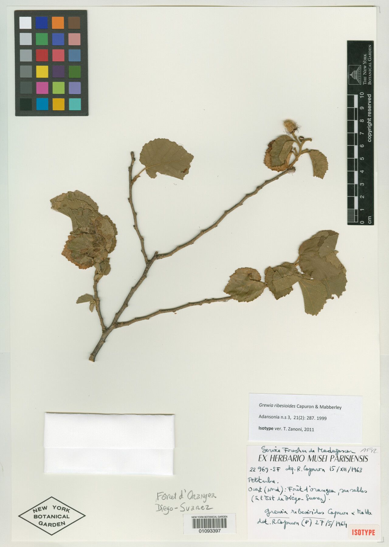 Grewia ribesioides — houseplant care guide