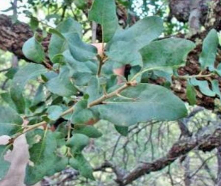 Quercus arizonica — search result for 'Fagaceae'