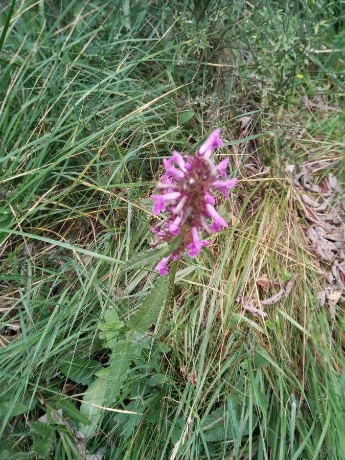 Stachys officinalis flower
