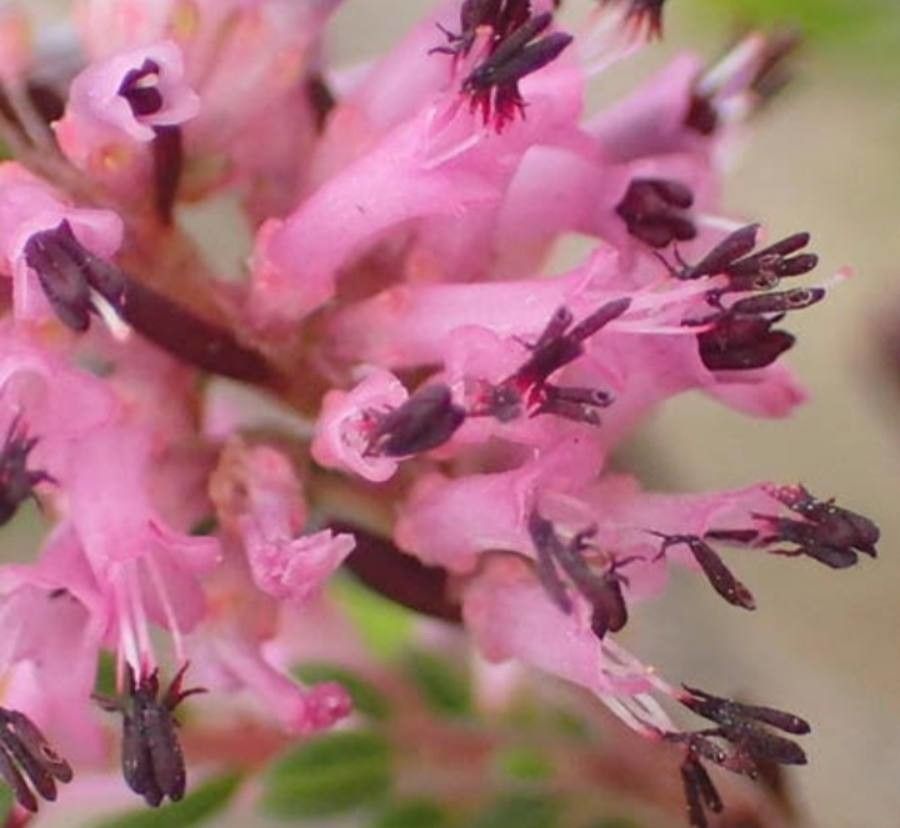 Erica vernicosa — search result for 'Erica'