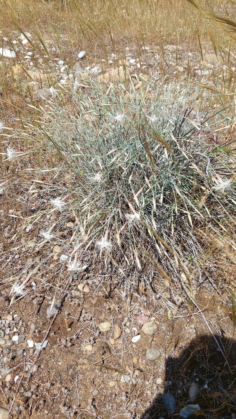 Dianthus crinitus habit