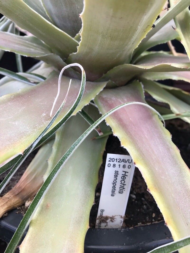 Hechtia stenopetala — houseplant care guide