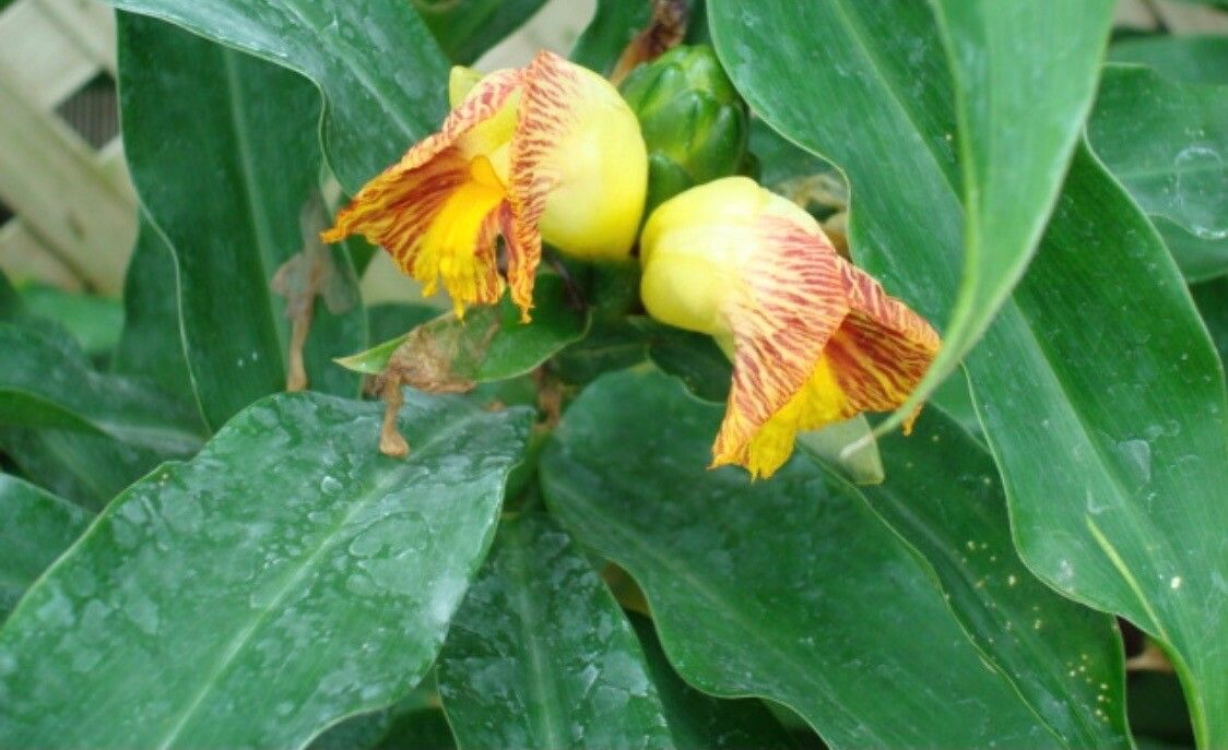 Costus pictus flower