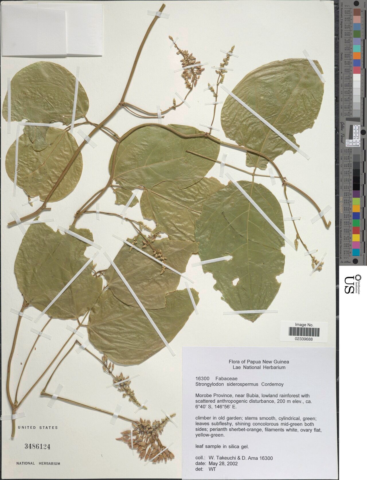 Strongylodon siderospermus