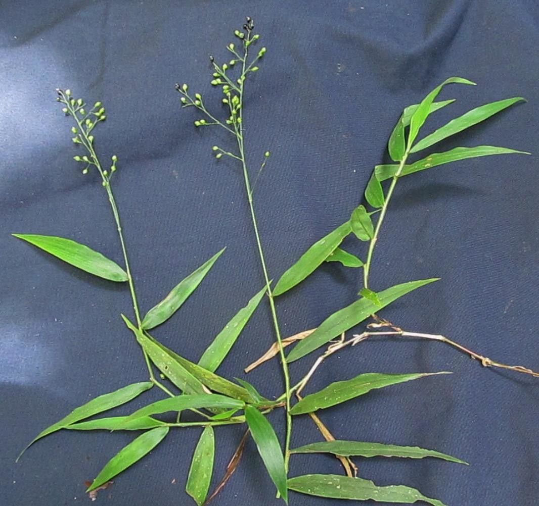 Lasiacis standleyi other