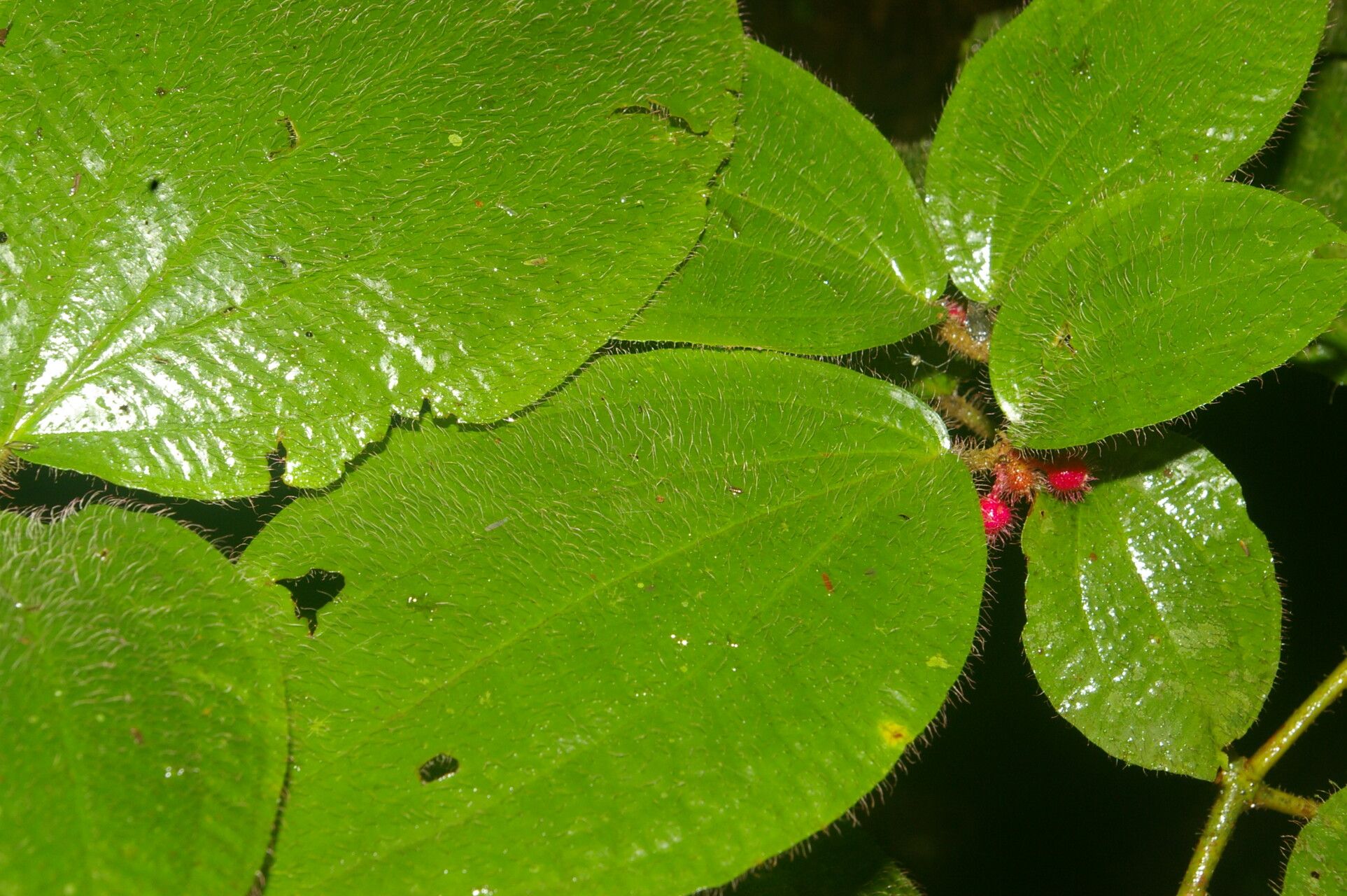 Miconia reitziana leaf