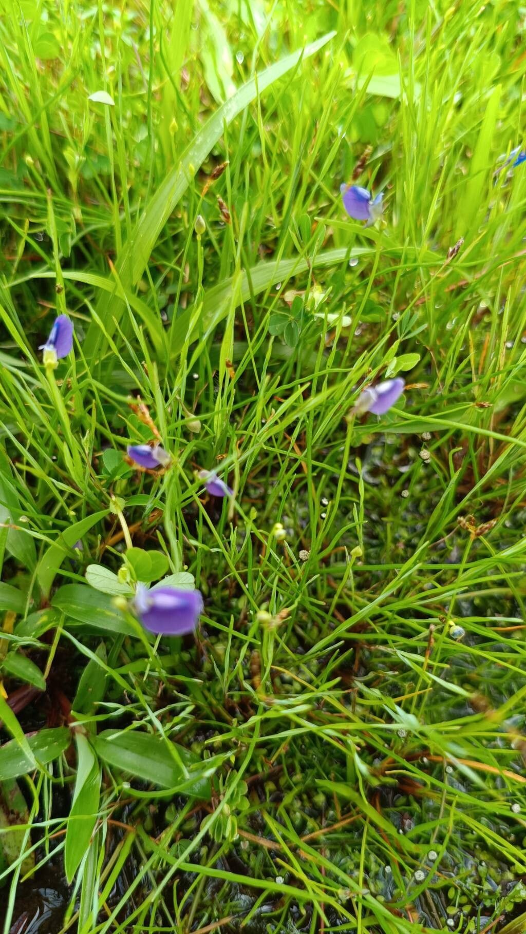 Utricularia reticulata — search result for 'Utricularia'