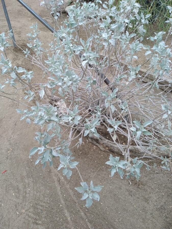 Encelia farinosa — search result for 'Southwestern United States'