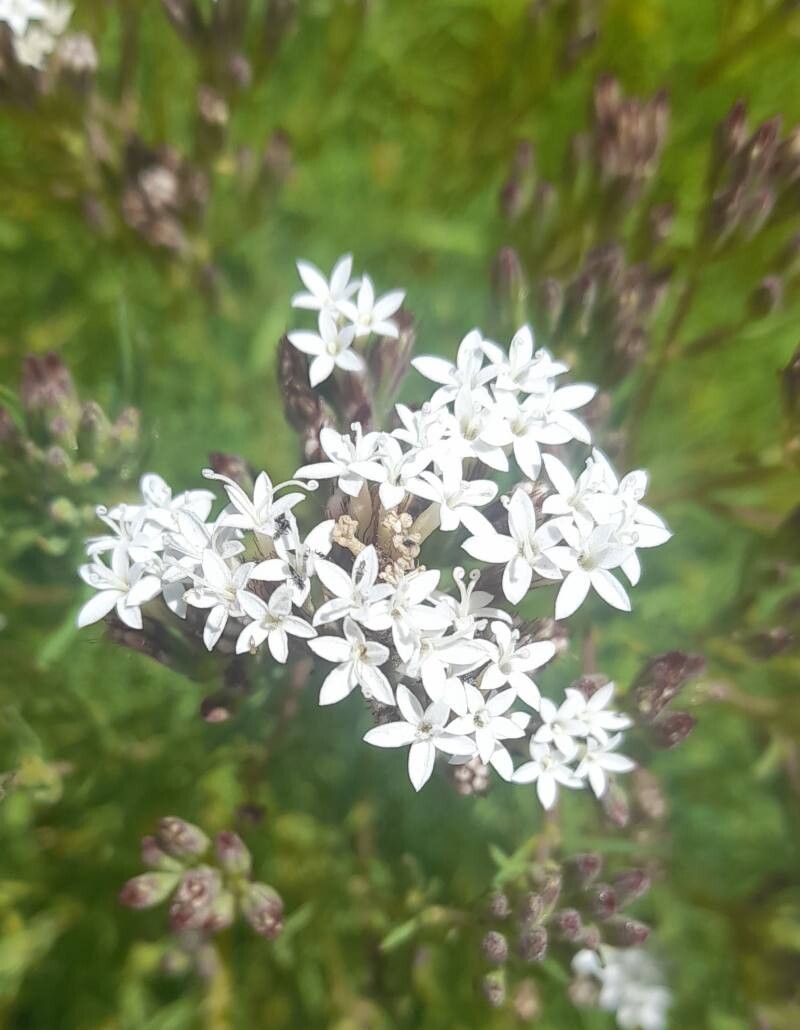 Stevia satureiifolium flower