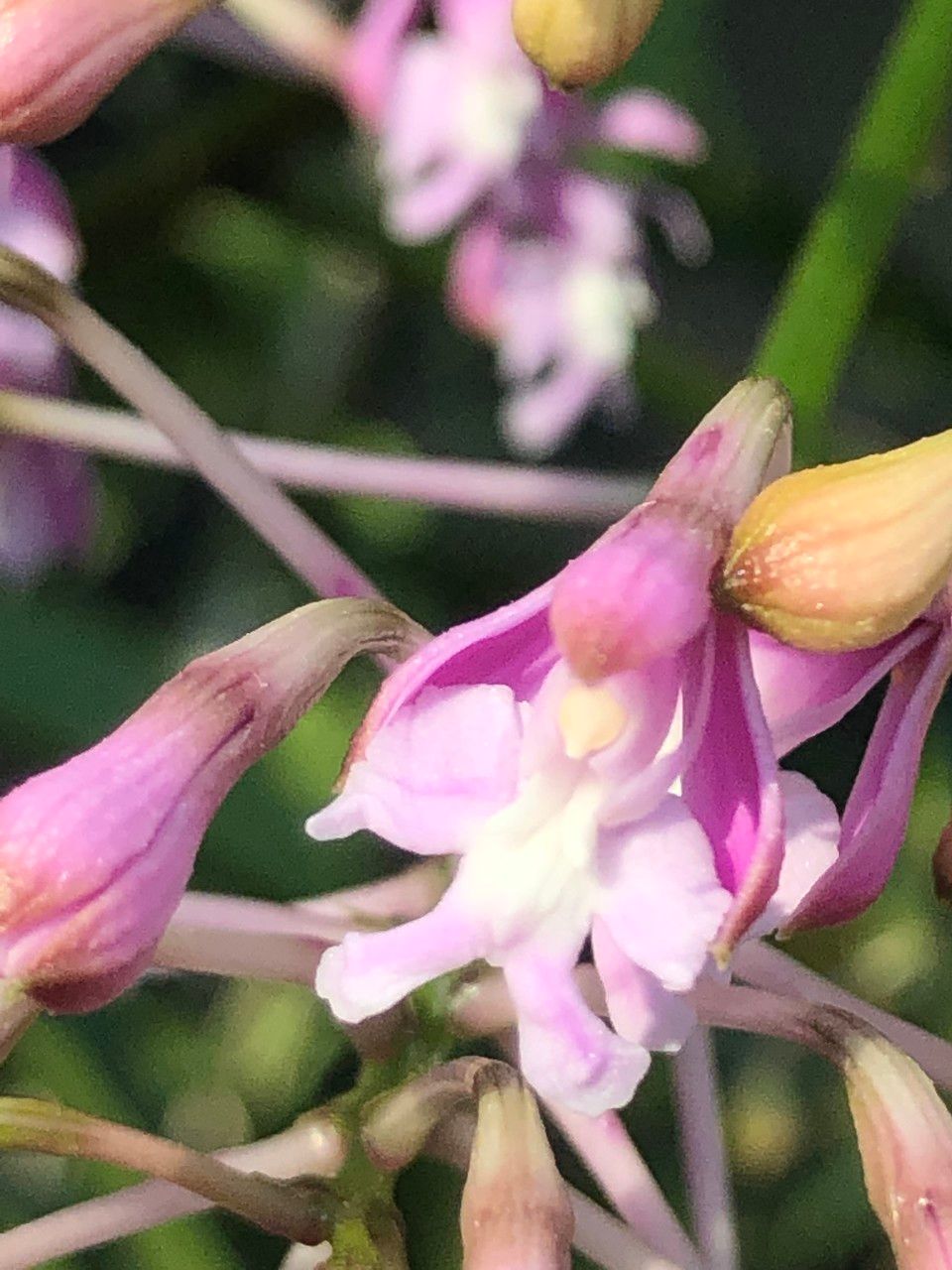 Epidendrum atacazoicum flower