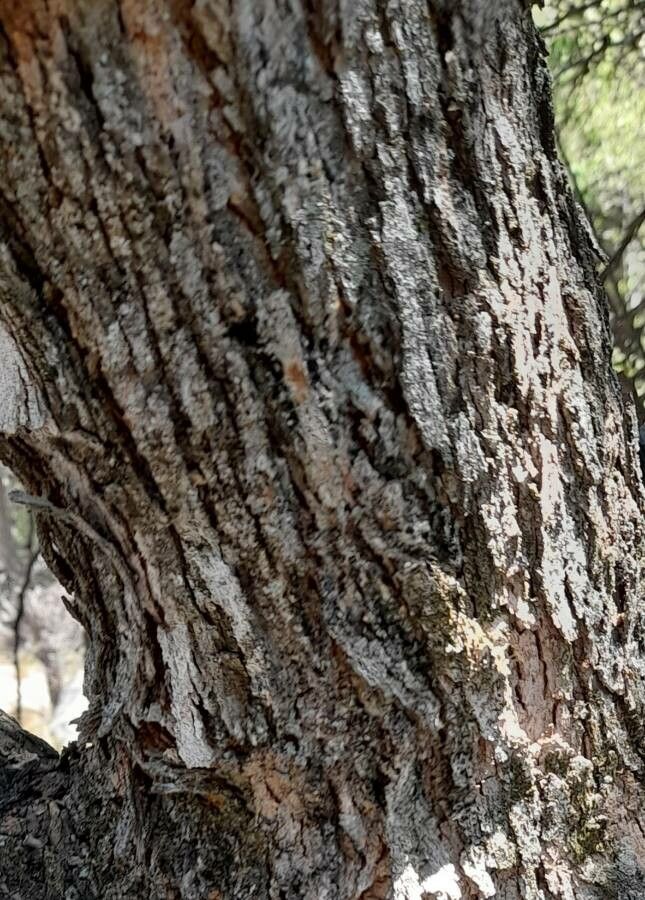 Ziziphus mistol bark