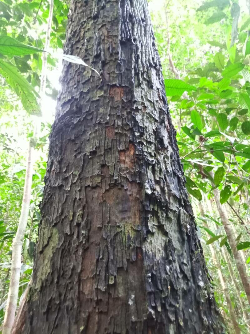 Diospyros borneensis — houseplant care guide