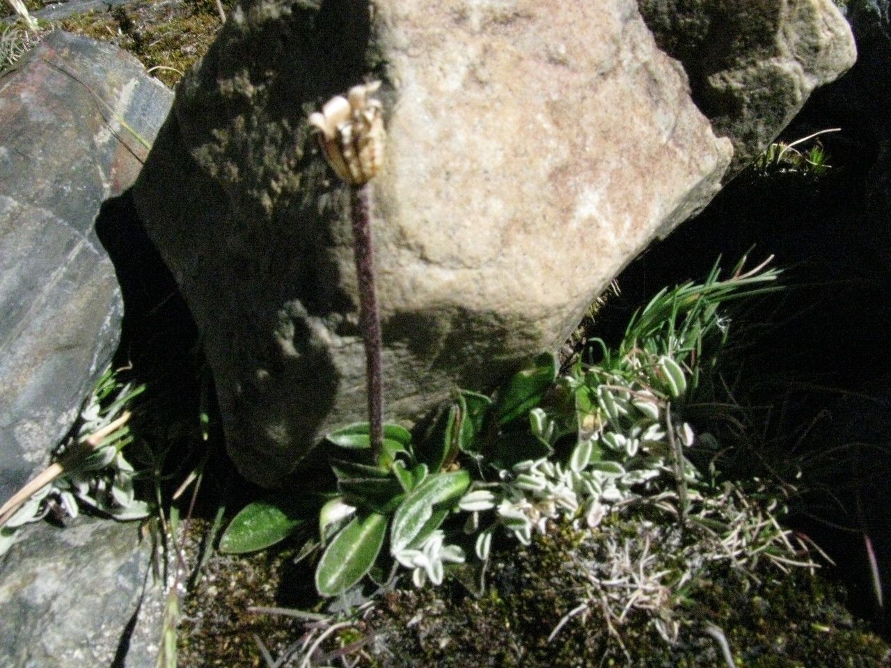 Silene mandonii habit