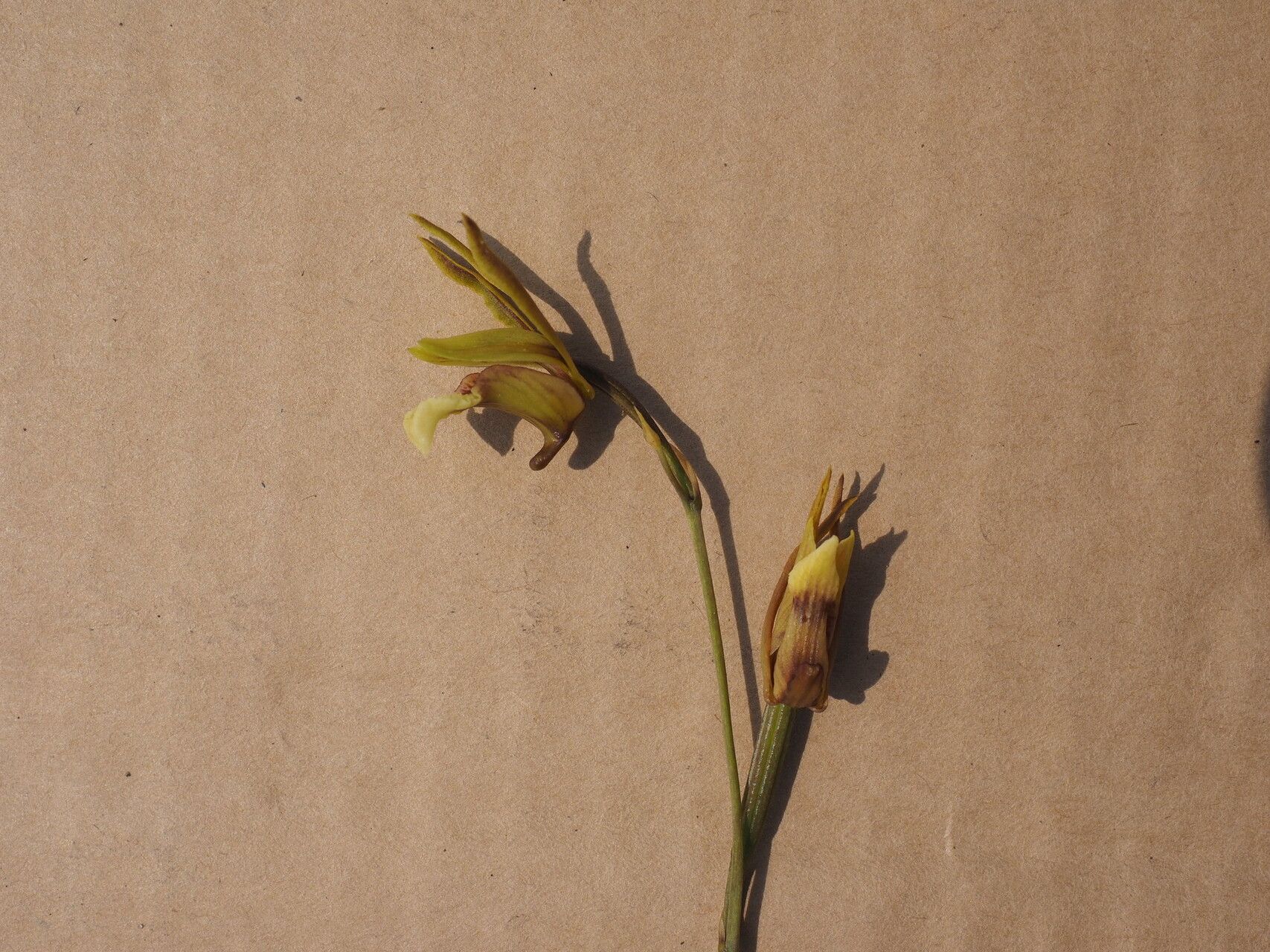 Eulophia rolfeana — houseplant care guide