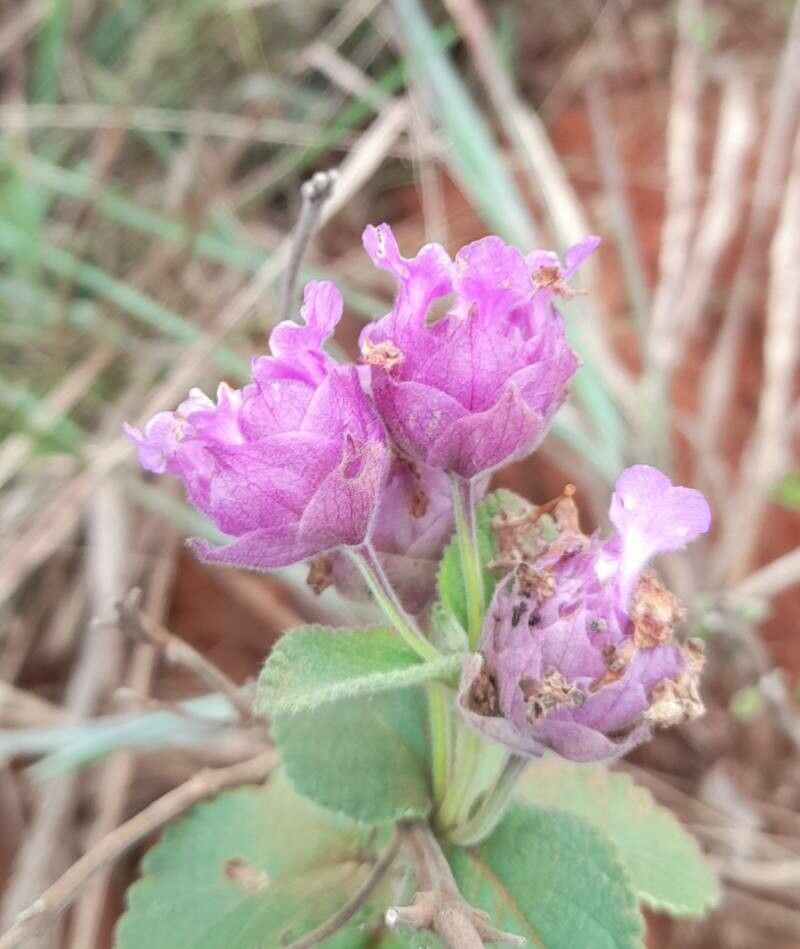 Lippia lupulina flower