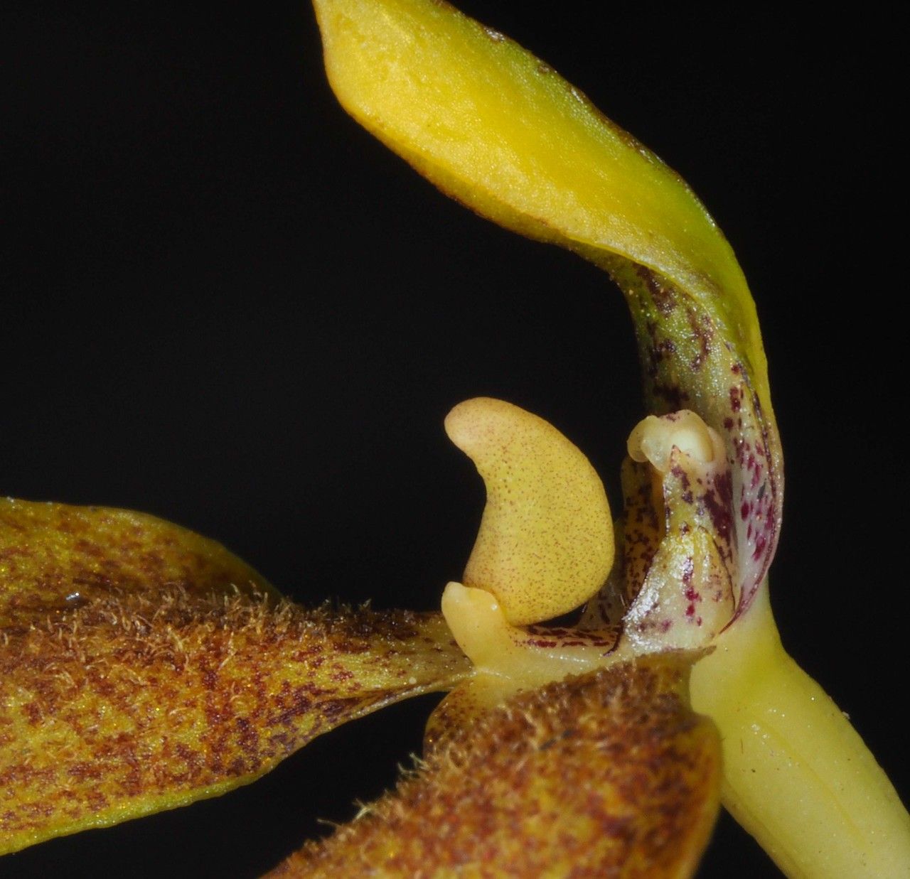 Bulbophyllum baladeanum flower