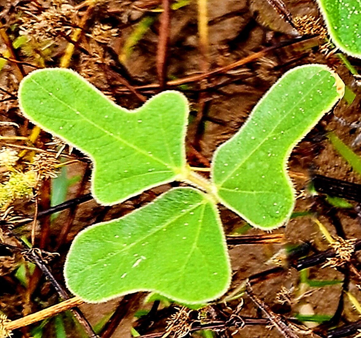 Macroptilium erythroloma leaf