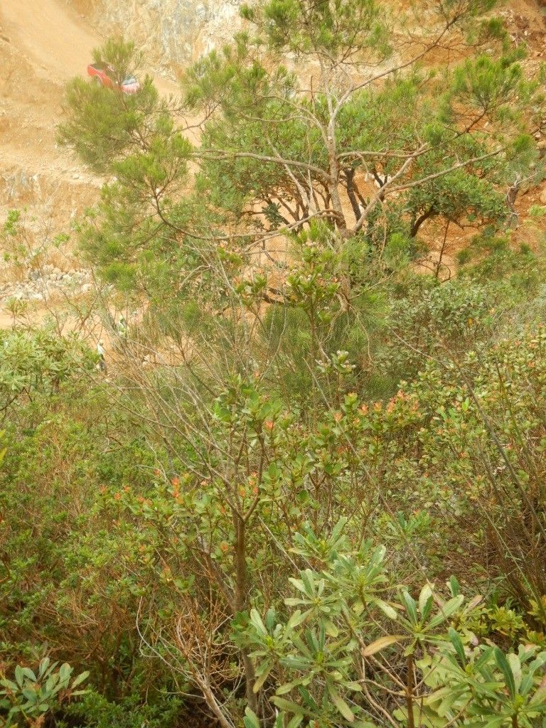 Pancheria phillyreoides — houseplant care guide