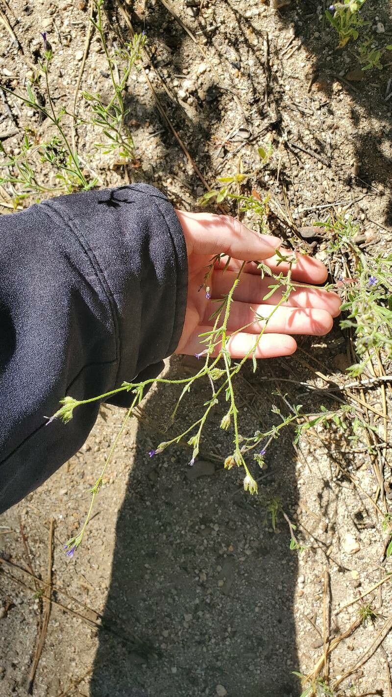 Gilia achilleifolia leaf