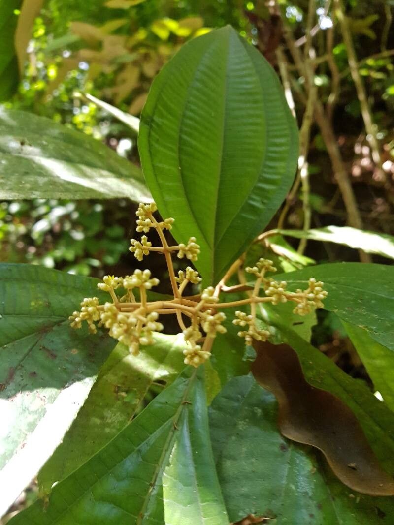 Miconia dissitinervia flower
