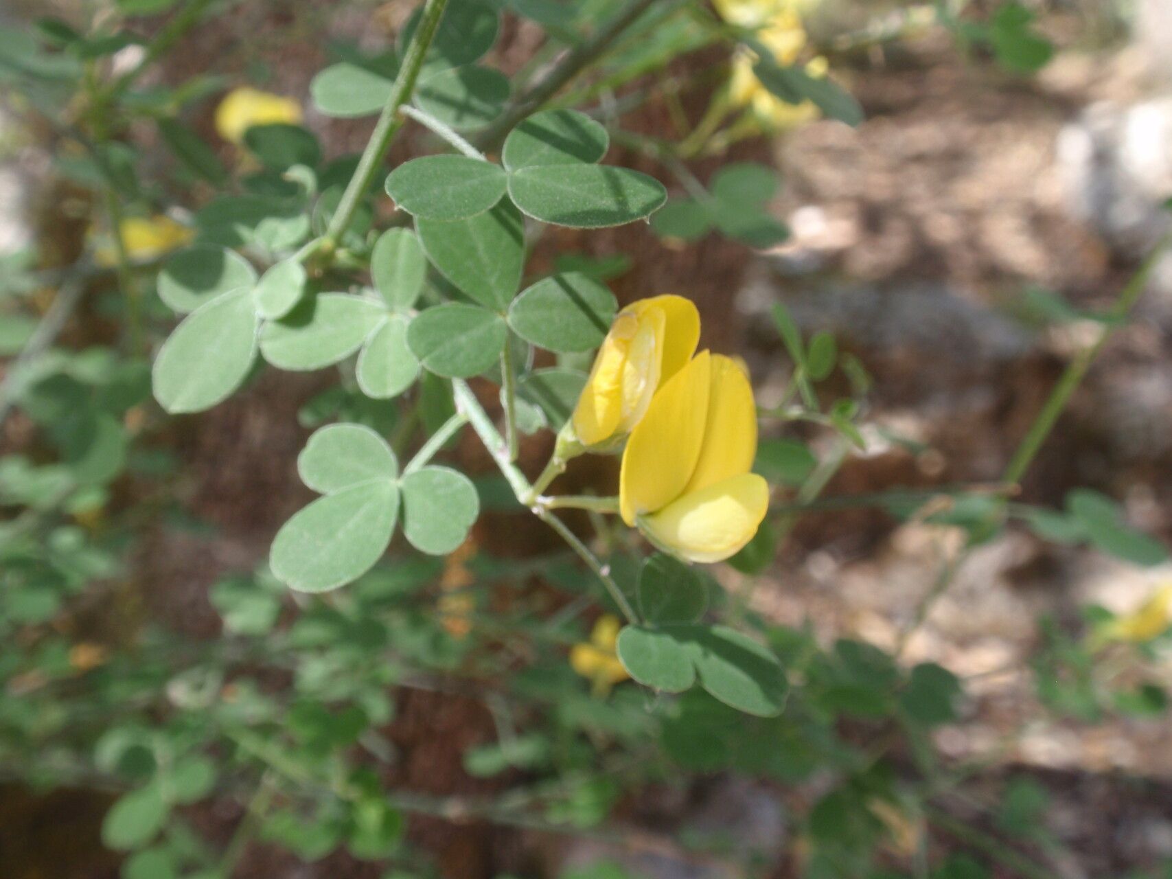 Teline patens flower
