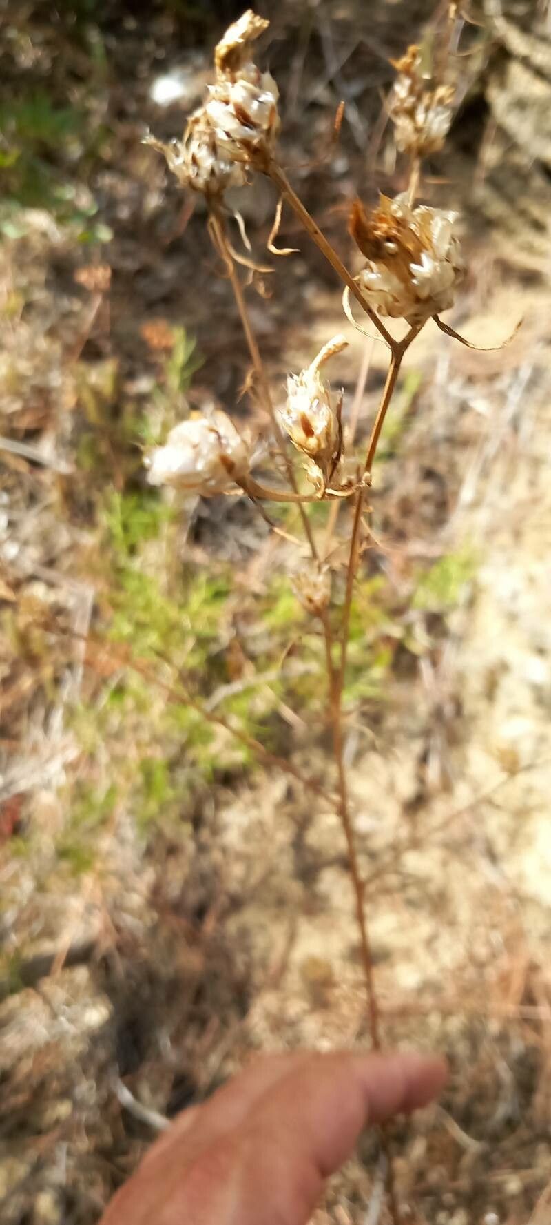 Gilia laciniata fruit
