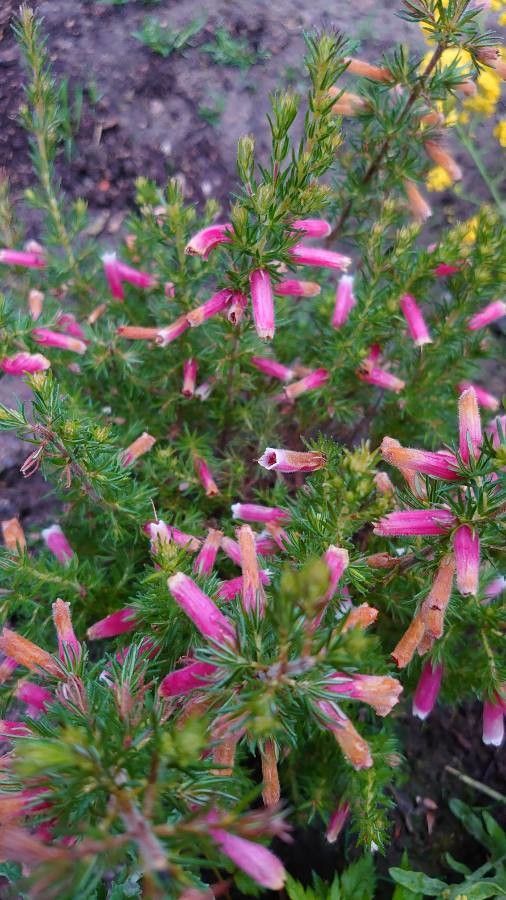 Erica discolor flower