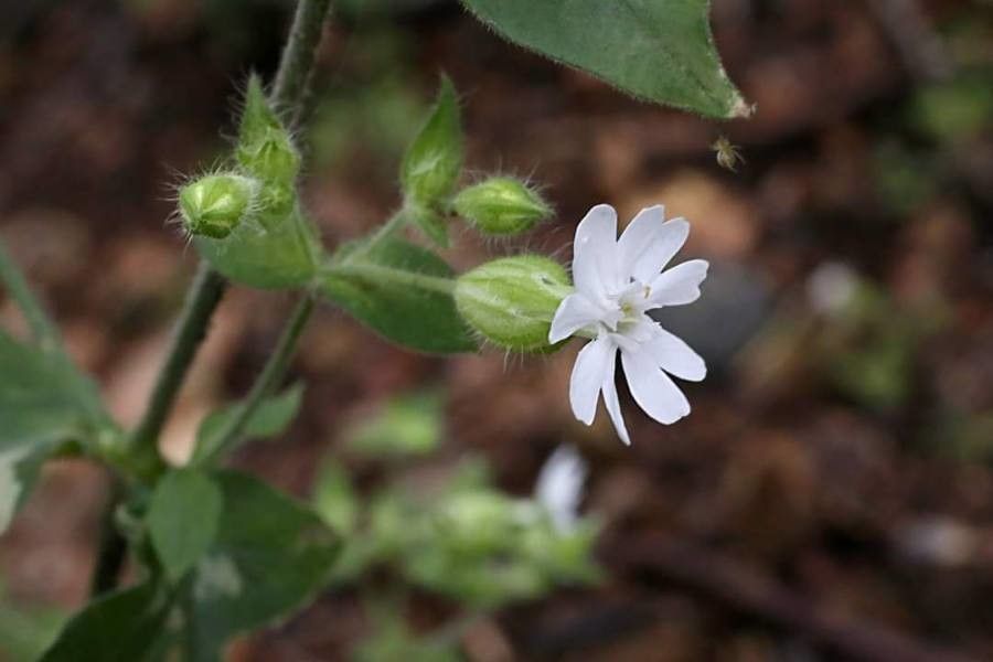 Silene heuffelii flower