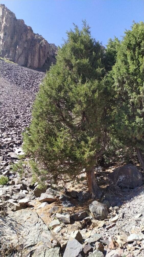 Juniperus seravschanica habit