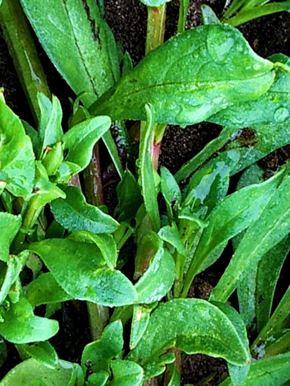 Calandrinia breweri — related species from the same genus