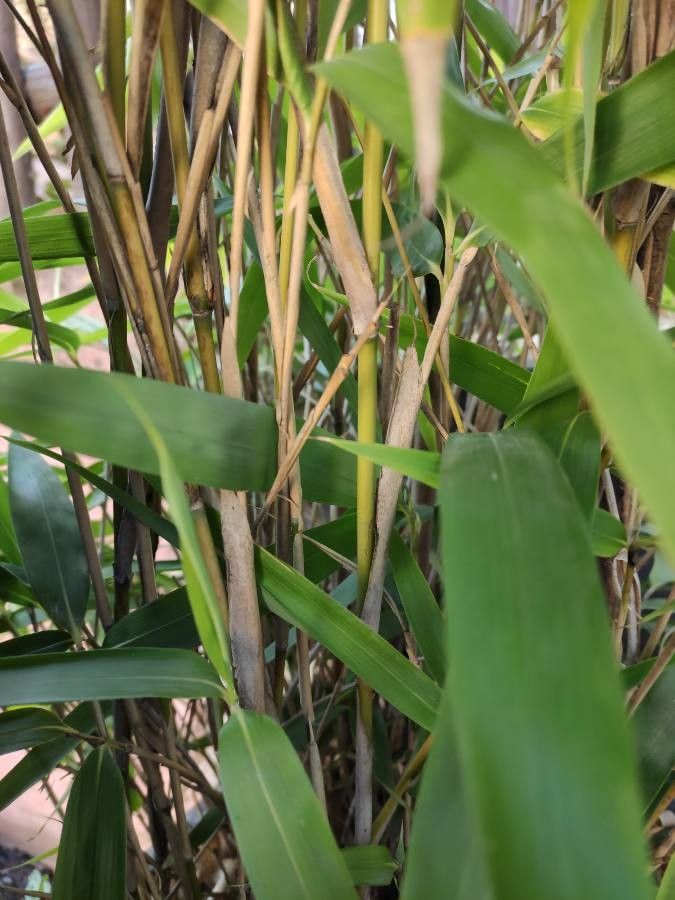 Indocalamus tessellatus bark