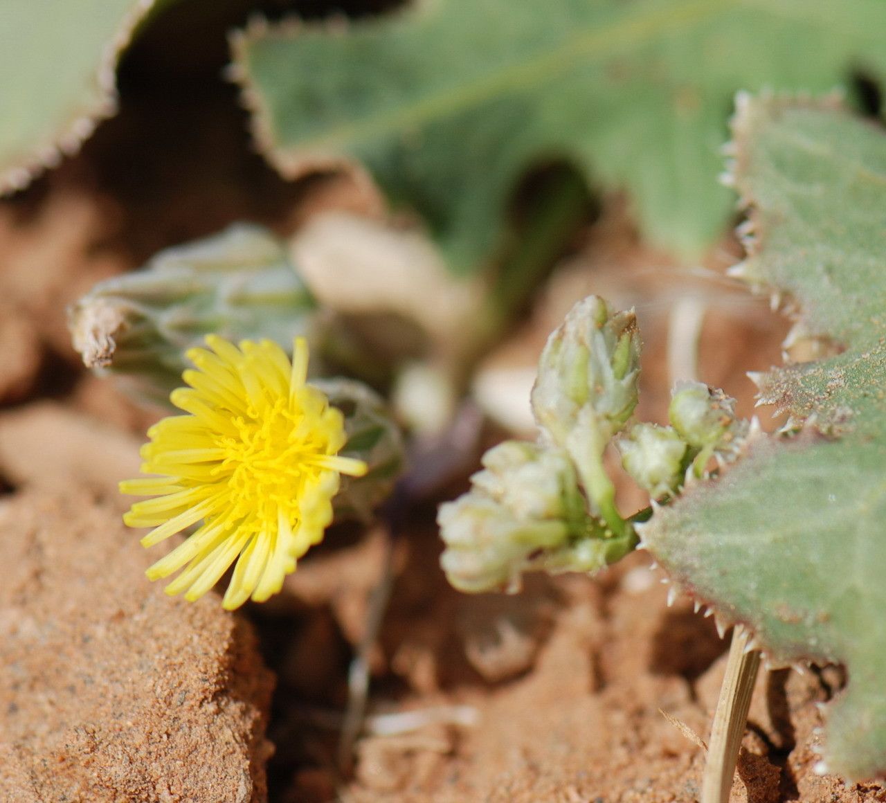 Launaea capitata flower