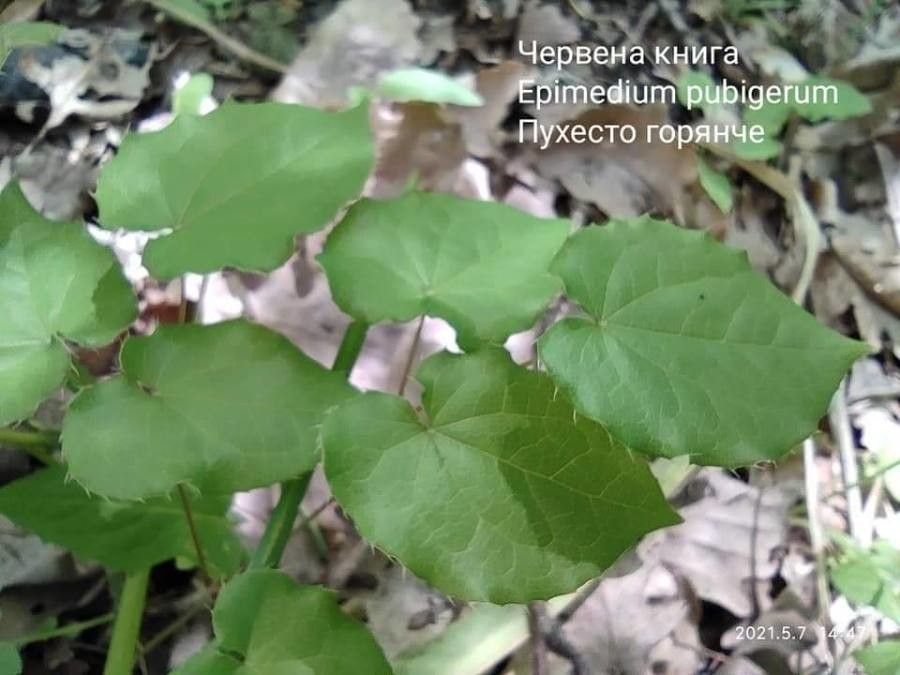 Epimedium pubigerum leaf