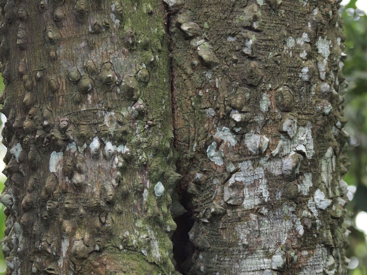 Zanthoxylum lemairei — search result for 'Zanthoxylum'