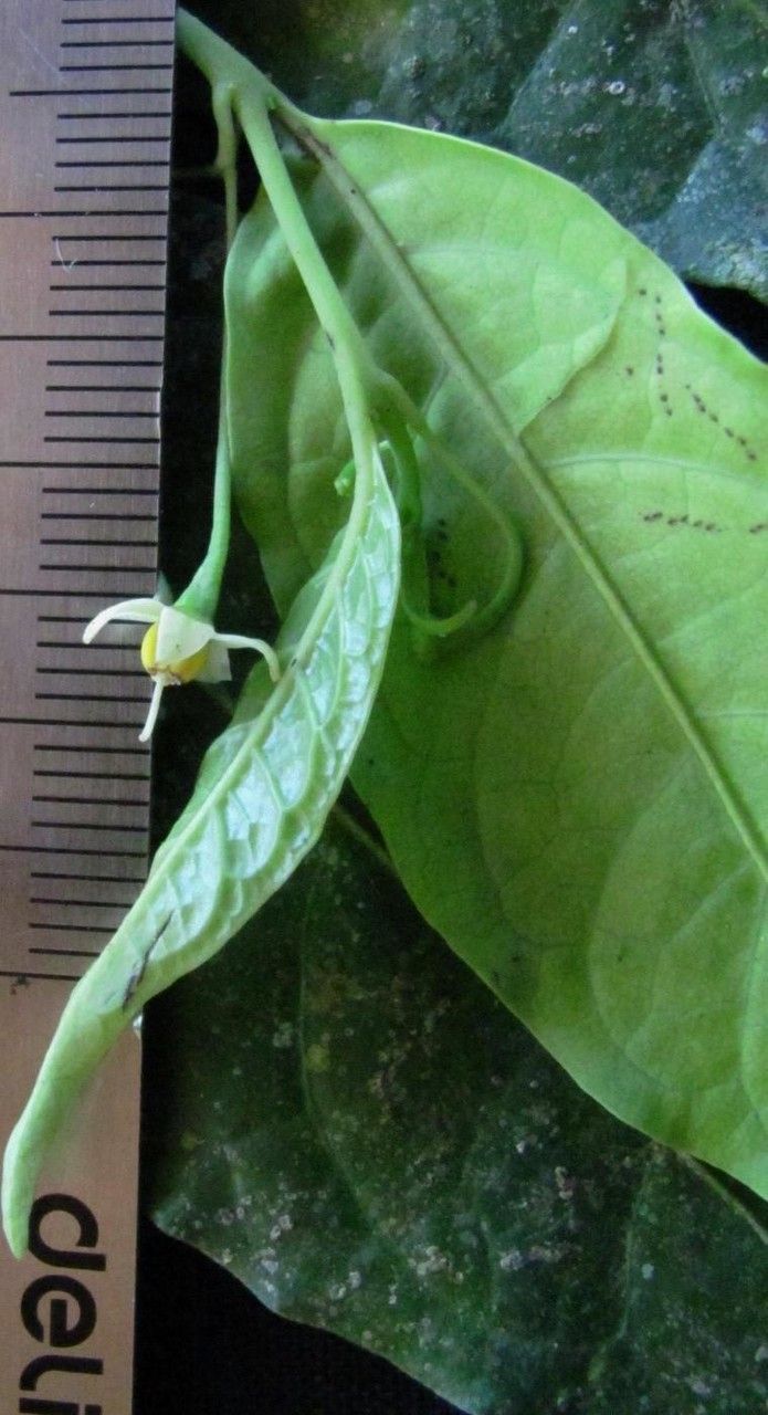 Solanum pertenue — houseplant care guide