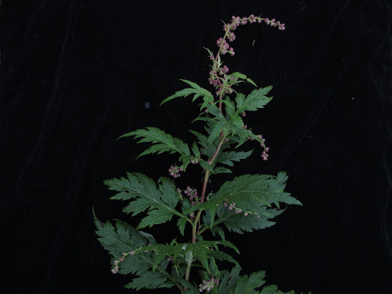 Artemisia incisa habit
