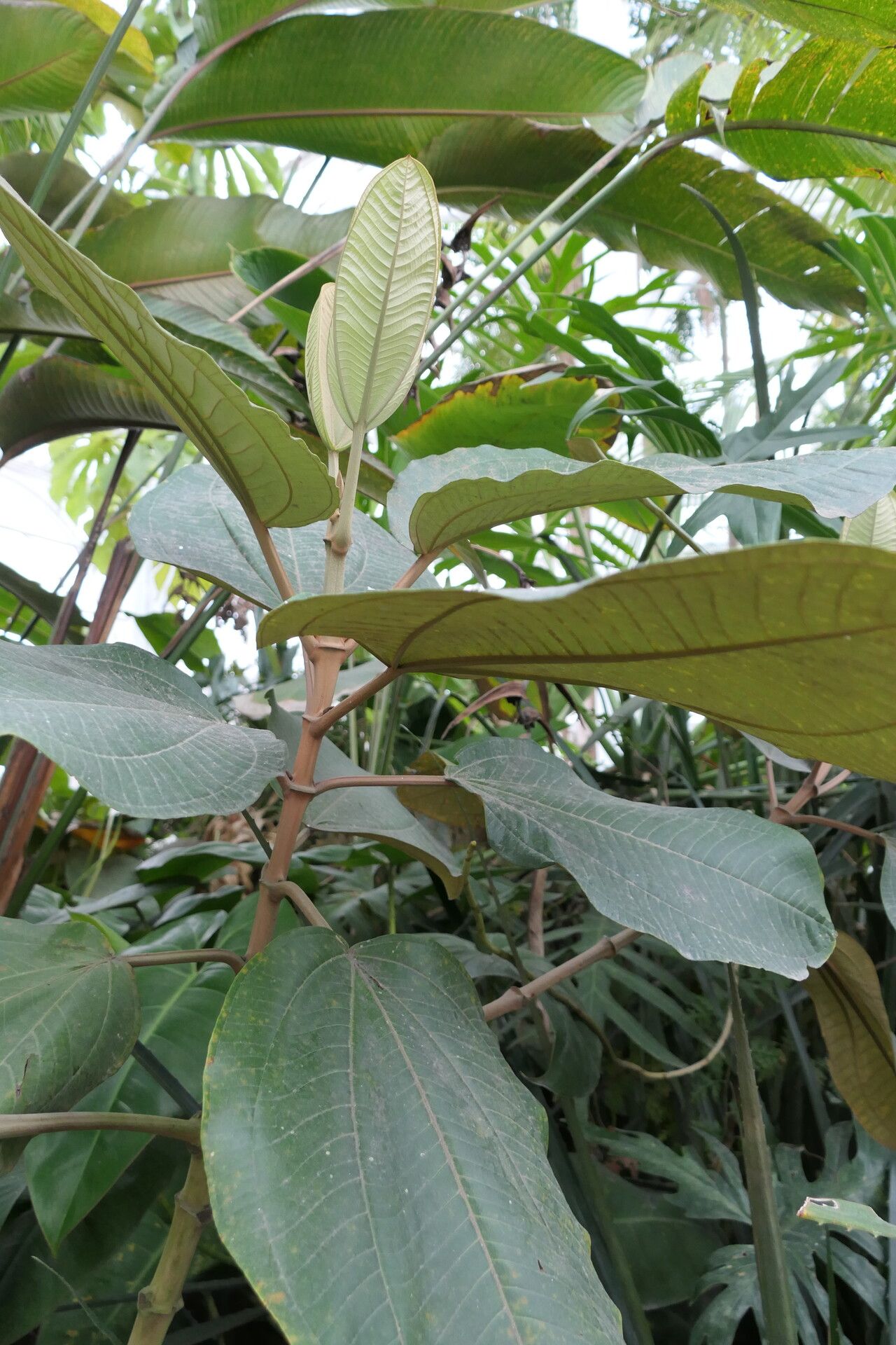 Miconia formosa habit